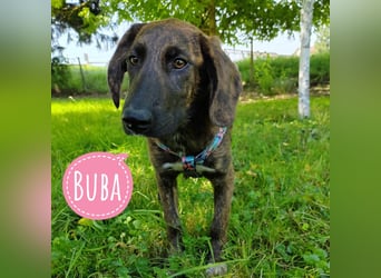 Buba eine zarte Mimose