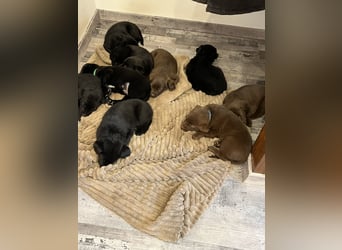 Labrador Mix Welpen