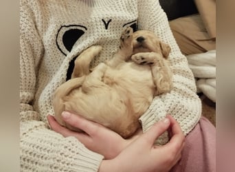 Wunderschöne Labradoodle Welpen, dürfen jetzt ausziehen!