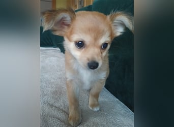 XXS Mini-Rasse-Mix Welpen Chihuahua, Papillon