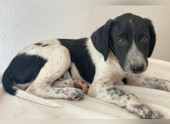 Dorex, geb. ca. 03/2025, lebt in GRIECHENLAND, im städt. Tierheim Serres