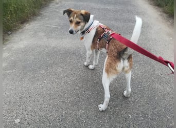 ♥JUPPI♥ auf Pflegestelle in Köln -wunderschöner, aufgeschlossener, unkomplizierter aktiver Rüde 44cm