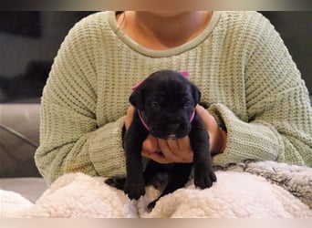 Cane Corso Welpen aus Liebevoller Familie