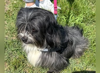 Micha: Hundekind sucht ein Zuhause