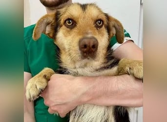 Robin - freundlicher, ruhiger, katzenverträglicher Dackel-Terrier-Mix Rüde / z.Zt. noch in Rumänien