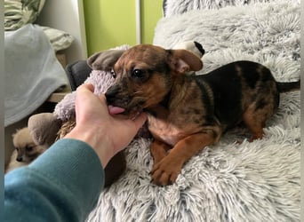 Rocky, aktiver und verspielter Welpe, geb. 10/2024