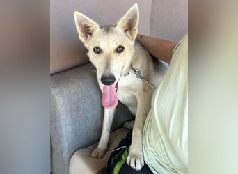 Vera ❤️ menschenbezogene Husky-Dame