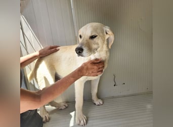 Diego: kleiner Welpenjunge sucht Dich!