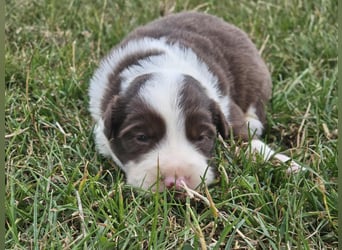 Border Collie Welpen