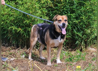 Malika, Schäferhund-Mix, lieb und sozial