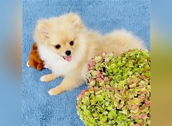 Zwergspitz Pomeranian Weibchen 5Monate jung