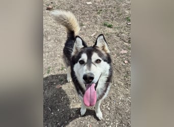 Hachiko, er wird immer übersehen