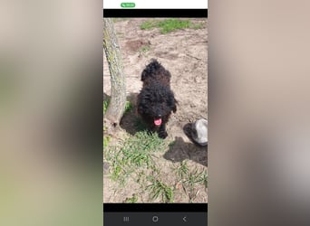 Guba-DG, Hütehund sucht Aufgabe!