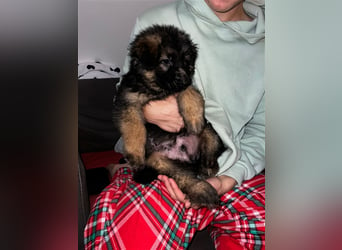 Deutscher Schäferhund Welpen Langhaarig - Berlin  Nähe