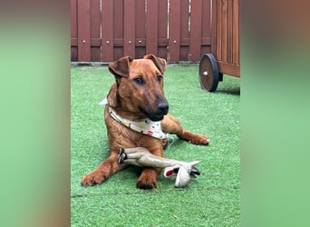 Ernie, verspielter und sehr lieber Irish Terrier-Mix, geb. 08/2024
