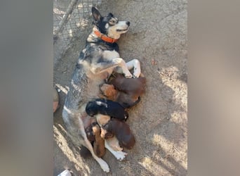 Kuma - welpentypisch aktive, verspielte Husky-Mix Hündin / z.Zt. noch in Rumänien