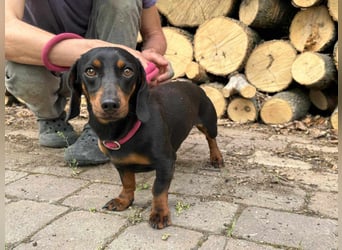 Norman, 1 Jahr, 25cm sucht sein Glück