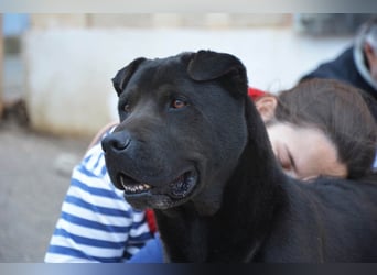 Perengano, traumhafter Shar Pei-Mix, freundlich verspielt und verkuschelt