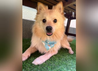 Biscuit SR – junger Herzensbrecher sucht liebevolles Zuhause