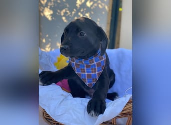 Fredi LM - Zuhause gesucht – Neun kleine Hundekinder auf großer Mission