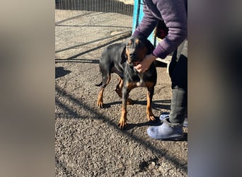 Jack , ungarische Bracke, sucht die Wärme und Nähe des Menschen