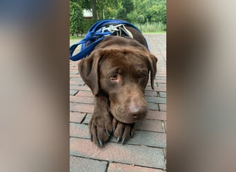 Labrador Bali – ein treuer Begleiter sucht ein liebevolles Zuhause