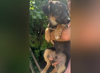 Bruno, geboren 03.2025, 36cm sucht seine Chance