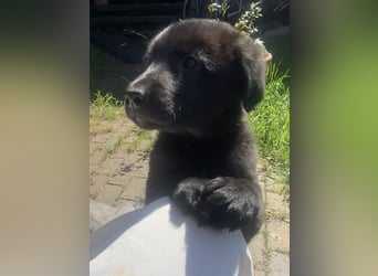 Süße Border Collie -Mudi mix Welpen
