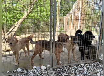 Entzückende RONJA träumt von einem Für-Immer-Zuhause