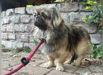 Odett, 1 Jahr, 25cm sucht ihre Leute