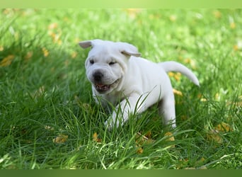 Shar-Pei x Labrador Mix Welpen stellen sich vor......