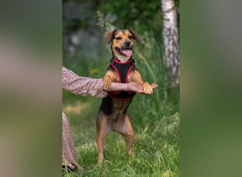 Lebensfrohe ALISA sucht ein Zuhause
