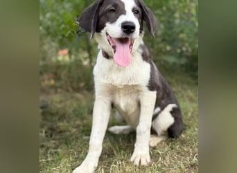 HARRY - Lebhafter Border Collie Mix sucht aktive Familie