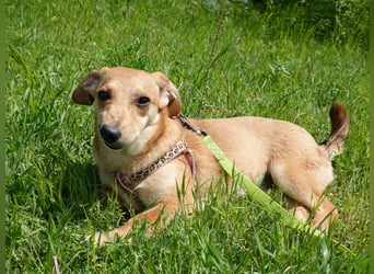 Zarte Amila sucht eine neue Familie
