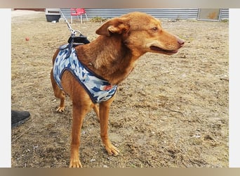 Lady(TO) tolle kleine Dame die noch viel lernen will