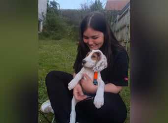 Beagle Mischlingswelpe GEORGY (Dezember 2024) sucht eine eigene Familie