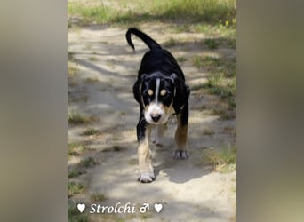 Strolchi und Scippy suchen  noch ein Zuhause