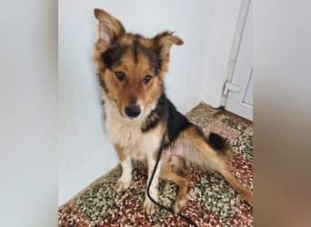 Charlie ein familiengeeigneter Hund