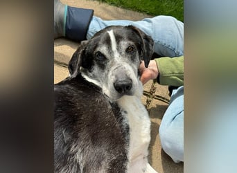 ♥LADI♥ am 13.7. bei "Tiere suchen ein Zuhause"-lieber, unkomplizierter und dankbarer Schmusebär 63cm