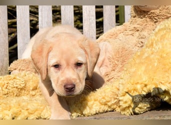 Acht reinrassige Labrador Welpen auf dem Weg in ihr neues Leben...