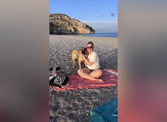 Schäferhundmix MADDOX sucht seine eigene Familie!