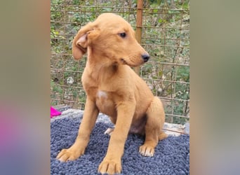 Kimbo ❤️ verspielter Labi-Bracke-Mix Bub
