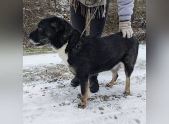 Rosie ein Engel auf Erden