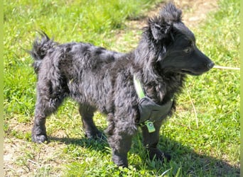 Kuschelkönigin CAPRI liebt die Nähe der Menschen sehr
