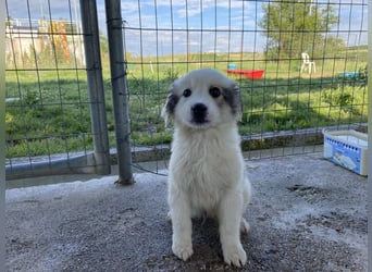 Louie – ein kleiner Schatz sucht seine Menschen