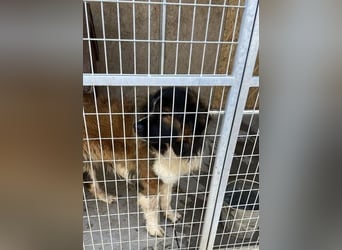 Mamlasz-Maci sucht souveräne Menschen mit Hundeerfahrung