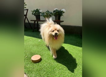 Barney2 SR – kleiner Charmeur sucht beständiges Zuhause