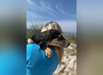 Franzl möchte euer Familienhund werden