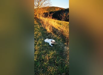 Englische Bulldogge Benjamin