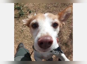 Bella (CO) sucht seine aktive Familie mit viel Humor